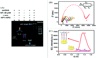 Graphical abstract: An ultrasensitive electrochemiluminescence biosensor for nuclear factor kappa B p50 based on the proximity hybridization-induced hybridization chain reaction