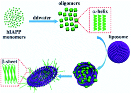 Graphical abstract: Deformation of stable and toxic hIAPP oligomers by liposomes with distinct nanomechanical features and reduced cytotoxicity