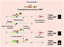 Graphical abstract: A ribonuclease-dependent cleavable beacon primer triggering DNA amplification for single nucleotide mutation detection with ultrahigh sensitivity and selectivity