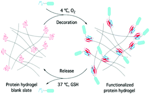 Graphical abstract: Decorating protein hydrogels reversibly enables dynamic presentation and release of functional protein ligands on protein hydrogels
