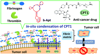 Graphical abstract: In situ condensation of an anti-cancer drug into fibrin gel enabling effective inhibition of tumor cell growth