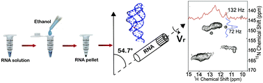 Graphical abstract: High-resolution solid-state NMR spectroscopy of hydrated non-crystallized RNA