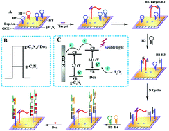 Graphical abstract: Ultrasensitive photoelectrochemical microRNA biosensor based on doxorubicin sensitized graphitic carbon nitride assisted by a target-activated enzyme-free DNA walker