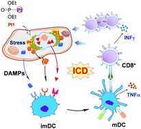 Graphical abstract: An aminophosphonate ester ligand-containing platinum(ii) complex induces potent immunogenic cell death in vitro and elicits effective anti-tumour immune responses in vivo