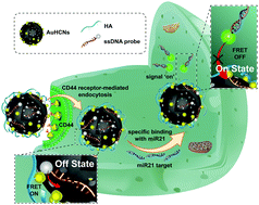 Graphical abstract: A gold-nanodot-decorated hollow carbon nanosphere based nanoplatform for intracellular miRNA imaging in colorectal cancer cells