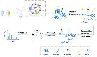 Graphical abstract: Reverse capture for selectively and sensitively revealing the N-glycome of serum exosomes