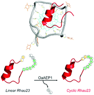 Graphical abstract: Cyclization of a G4-specific peptide enhances its stability and G-quadruplex binding affinity