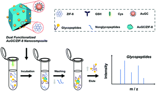 Graphical abstract: A dual-zwitterion functionalized ultra-hydrophilic metal–organic framework with ingenious synergy for enhanced enrichment of glycopeptides