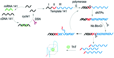 Graphical abstract: Highly specific and sensitive detection of microRNAs by tandem signal amplification based on duplex-specific nuclease and strand displacement