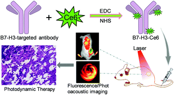 Graphical abstract: Targeting immune checkpoint B7-H3 antibody–chlorin e6 bioconjugates for spectroscopic photoacoustic imaging and photodynamic therapy