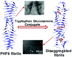 Graphical abstract: Tryptophan–glucosamine conjugates modulate tau-derived PHF6 aggregation at low concentrations