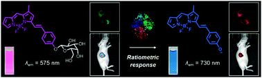 Graphical abstract: In vivo ratiometric tracking of endogenous β-galactosidase activity using an activatable near-infrared fluorescent probe