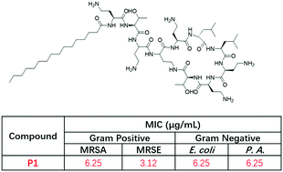 Graphical abstract: Polymyxin derivatives as broad-spectrum antibiotic agents