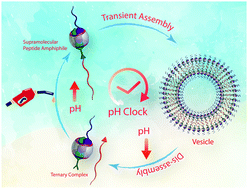 Graphical abstract: pH clock instructed transient supramolecular peptide amphiphile and its vesicular assembly