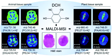 Graphical abstract: Enhanced in situ detection and imaging of lipids in biological tissues by using 2,3-dicyanohydroquinone as a novel matrix for positive-ion MALDI-MS imaging