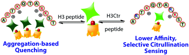 Graphical abstract: Sensing of citrulline modifications in histone peptides by deep cavitand hosts