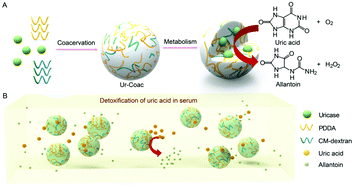 Graphical abstract: Uricase-containing coacervate microdroplets as enzyme active membrane-free protocells for detoxification of uric acid in serum
