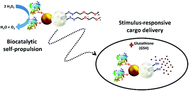 Graphical abstract: Stimulus-responsive nanomotors based on gated enzyme-powered Janus Au–mesoporous silica nanoparticles for enhanced cargo delivery