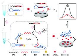 Graphical abstract: Aptamer recognition-trigged label-free homogeneous electrochemical strategy for an ultrasensitive cancer-derived exosome assay