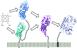 Graphical abstract: Structural basis for the heme transfer reaction in heme uptake machinery from Corynebacteria