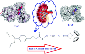 Graphical abstract: De novo design of thioredoxin reductase-targeted heterometallic titanocene–gold compounds of chlorambucil for mechanistic insights into renal cancer
