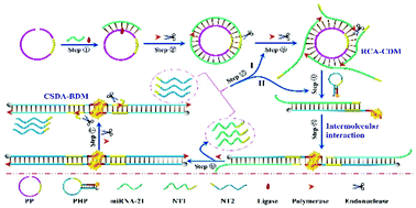Graphical abstract: Smart engineering of a dual-DNA machine with a high signal-to-noise ratio for one-pot robust and sensitive miRNA signaling