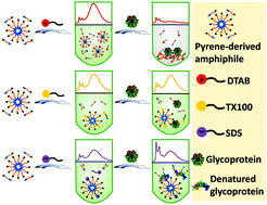 Graphical abstract: Sensitive discrimination of glycoproteins and cell differentiation with an array sensing platform exploiting pyrene-derived amphiphile/surfactant assemblies