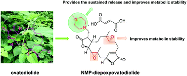 Graphical abstract: Chemical modification of ovatodiolide revealed a promising amino-prodrug with improved pharmacokinetic profile