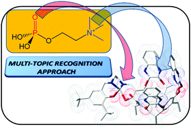 Graphical abstract: Supramolecular recognition of phosphocholine by an enzyme-like cavitand receptor