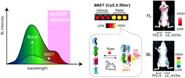 Graphical abstract: Ligand-activated BRET9 imaging for measuring protein–protein interactions in living mice