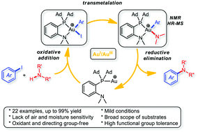 Graphical abstract: Au(i)/Au(iii)-Catalyzed C–N coupling