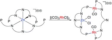 Graphical abstract: Generation of a zinc and rhodium containing metallomacrocycle by rearrangement of a six-coordinate precursor complex