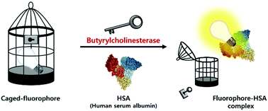 Graphical abstract: A fluorescent probe for butyrylcholinesterase activity in human serum based on a fluorophore with specific binding affinity for human serum albumin