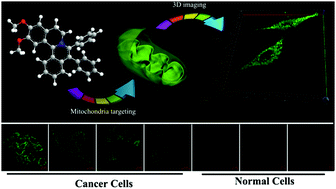 Graphical abstract: Ultrafast labeling and high-fidelity imaging of mitochondria in cancer cells using an aggregation-enhanced emission fluorescent probe