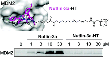 Graphical abstract: The hydrophobically-tagged MDM2–p53 interaction inhibitor Nutlin-3a-HT is more potent against tumor cells than Nutlin-3a