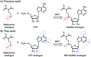 Graphical abstract: Nucleoside-modified AdoMet analogues for differential methyltransferase targeting
