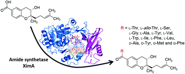 Graphical abstract: Rational engineering of amide synthetase enables bioconversion to diverse xiamenmycin derivatives
