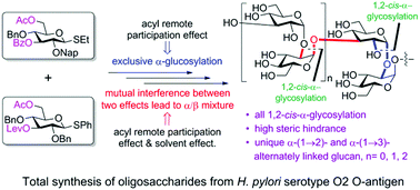 Graphical abstract: Total synthesis of the Helicobacter pylori serotype O2 O-antigen α-(1 → 2)- and α-(1 → 3)-linked oligoglucosides