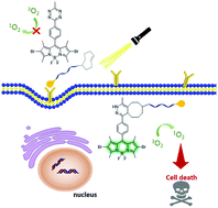 Graphical abstract: A bioorthogonally activatable photosensitiser for site-specific photodynamic therapy