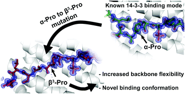 Graphical abstract: A study on the effect of synthetic α-to-β3-amino acid mutations on the binding of phosphopeptides to 14-3-3 proteins