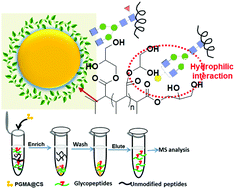 Graphical abstract: A one-pot synthesis of hydrophilic poly(glycerol methacrylate) chitosan for highly selective enrichment of glycopeptides