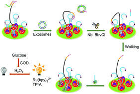 Graphical abstract: An aptamer-binding DNA walking machine for sensitive electrochemiluminescence detection of tumor exosomes