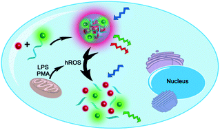 Graphical abstract: Aggregation-induced emission-active Au nanoclusters for ratiometric sensing and bioimaging of highly reactive oxygen species