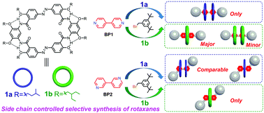Graphical abstract: Controlling the selective synthesis of [2]- and [3]rotaxanes by intermolecular steric hindrance between the macrocyclic hosts
