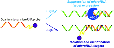 Graphical abstract: A photoactivatable microRNA probe for identification of microRNA targets and light-controlled suppression of microRNA target expression