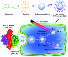 Graphical abstract: Covalently assembled dopamine nanoparticle as an intrinsic photosensitizer and pH-responsive nanocarrier for potential application in anticancer therapy