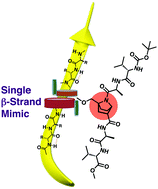 Graphical abstract: Peptide-based short single β-strand mimics without hydrogen bonding or aggregation