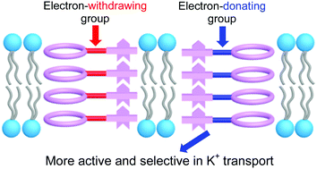 Graphical abstract: Enhancing K+ transport activity and selectivity of synthetic K+ channels via electron-donating effects