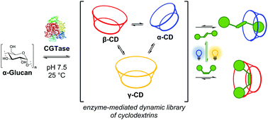 Graphical abstract: Light-controlled out-of-equilibrium assembly of cyclodextrins in an enzyme-mediated dynamic system