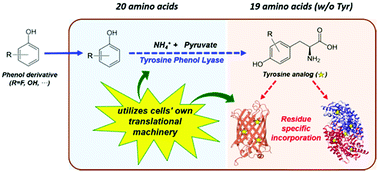 Graphical abstract: In vivo biosynthesis of tyrosine analogs and their concurrent incorporation into a residue-specific manner for enzyme engineering
